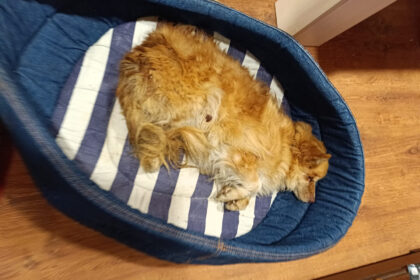 Visko matę beglobių gyvūnų gelbėtojai nepaliauja stebėtis žmonių žiaurumu ir abejingumu keturkojams.