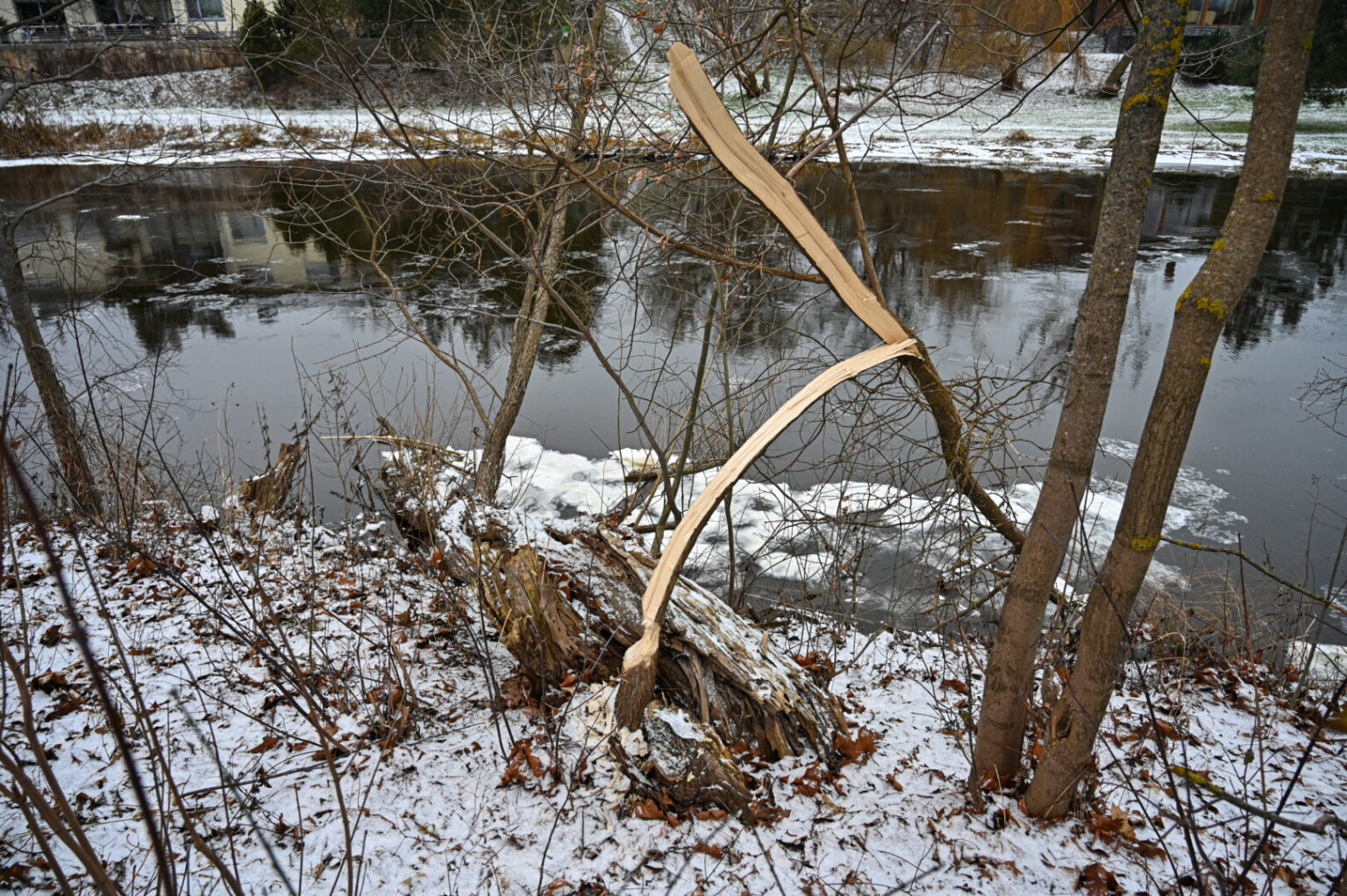 Skaistakalnio parką juosiančio Nevėžio kairiajame krante kaip reikiant pasidarbavo užtvankų inžinieriais vadinami bebrai.