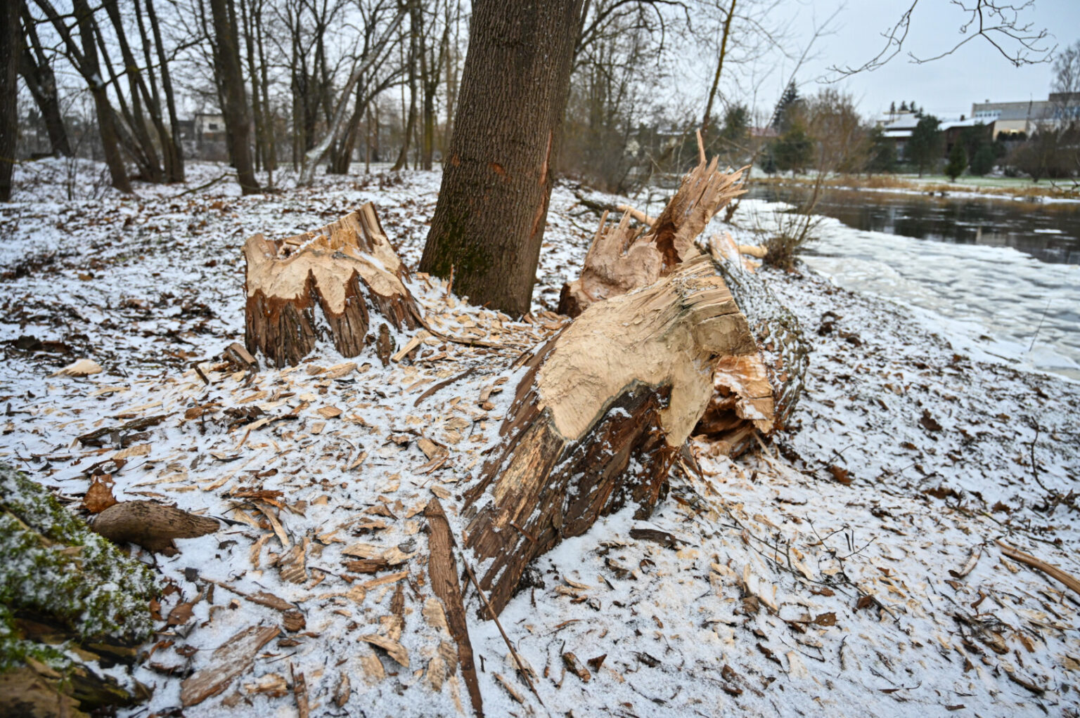 Skaistakalnio parką juosiančio Nevėžio kairiajame krante kaip reikiant pasidarbavo užtvankų inžinieriais vadinami bebrai.