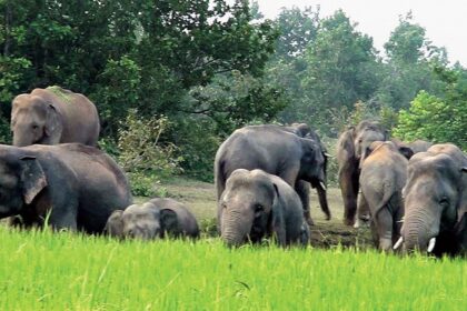 Drambliai laidoja savo artimuosius panašiai kaip žmonės