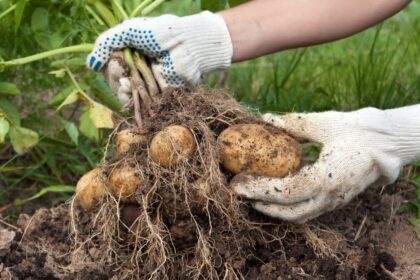 Apie tokį ankstyvą derlių svajoja kiekvienas daržininkas. O kas, jeigu liautųsi svajoję ir užsibrėžtų tokį tikslą?