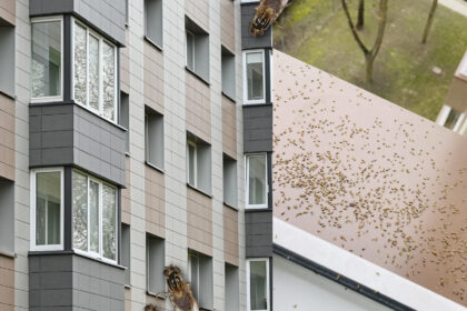 Panevėžio daugiabučių gyventojams – naujas iššūkis. Tiek šiaurinėje, tiek vakarinėje miesto dalyje namus puola įkyrios muselės.