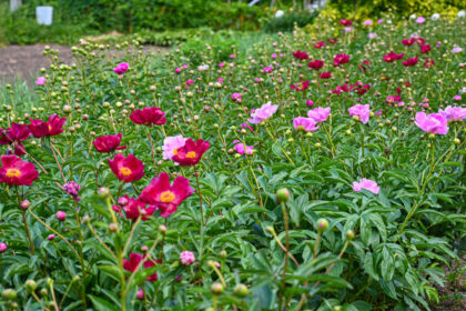 Pasišiaušėliai bijūnai, įprastai pražysdavę per Antanines, švenčiamas birželio 13-ąją, ir nuvysdavę per Vladines, minimas praėjus trims dienoms po Joninių, šiemet keičia tradicijas.