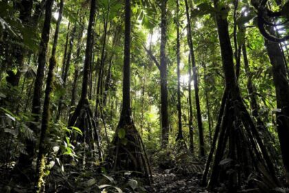 Kur mūsų planetoje vaikšto medžiai