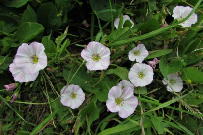 Piktžolių, kasmet bandančių sodininkų kantrybę, sąrašas labai ilgas. Tarp jų yra tokių, kurių atsikratyti be galo sudėtinga. Dirvinis vijoklis – kaip tik iš pastarųjų: mielas pažiūrėti, tačiau nepaprastai klastingas augalas.