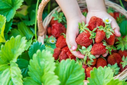 Ant prekystalių jau maivosi pirmosios lietuviškos braškės. Nors tokio vietinio daržo gardėsio kilogramo kaina siekia ir 12 eurų, augintojai pirkėjų trūkumu nesiskundžia.