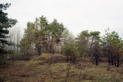 Kultūros paveldo departamentas šiandien numato tikslinti Panevėžio rajone, ant Nevėžio upės kranto stūksančio Papušių piliakalnio duomenis.