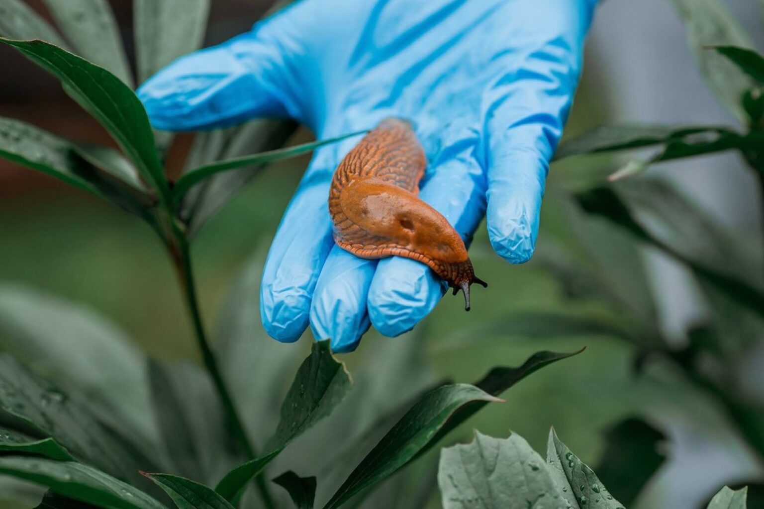 Kaip savomis rankomis suręsti barjerus vieniems sunkiausiai atgrasomų daržo kenkėjų.