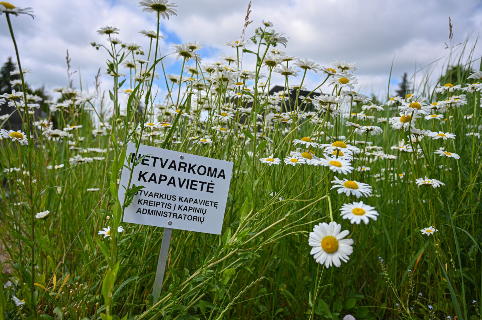 Užmiršusieji kelią iki Panevėžio kapinėse besiilsinčių artimųjų kapų turėtų suskubti.