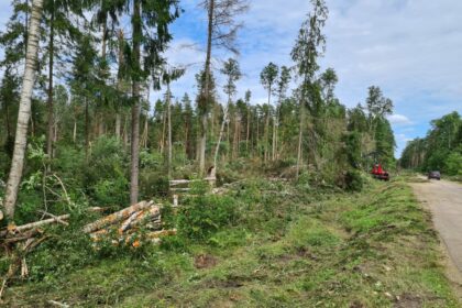 Prieš daugiau nei savaitę praūžusios vėtros pasekmės Panevėžio rajone jau suskaičiuotos. Dabar miškininkai laukia leidimo sutvarkyti daugiau nei 3 000 kubinių metrų medžių – tiek siautėjęs vėjas prilaužė ir išvartė vos pusės kilometro ruože.