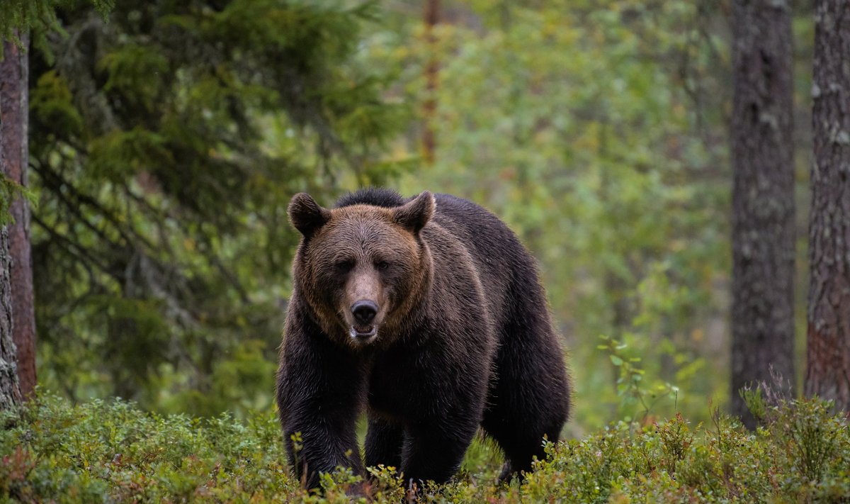Panevėžio ir gretimų rajonų miškuose vėl klajoja meškos. Viena neseniai pastebėta Šilų pusėje, Troškūnų miške laukė dar didesnė staigmena – du lokio mažyliai.