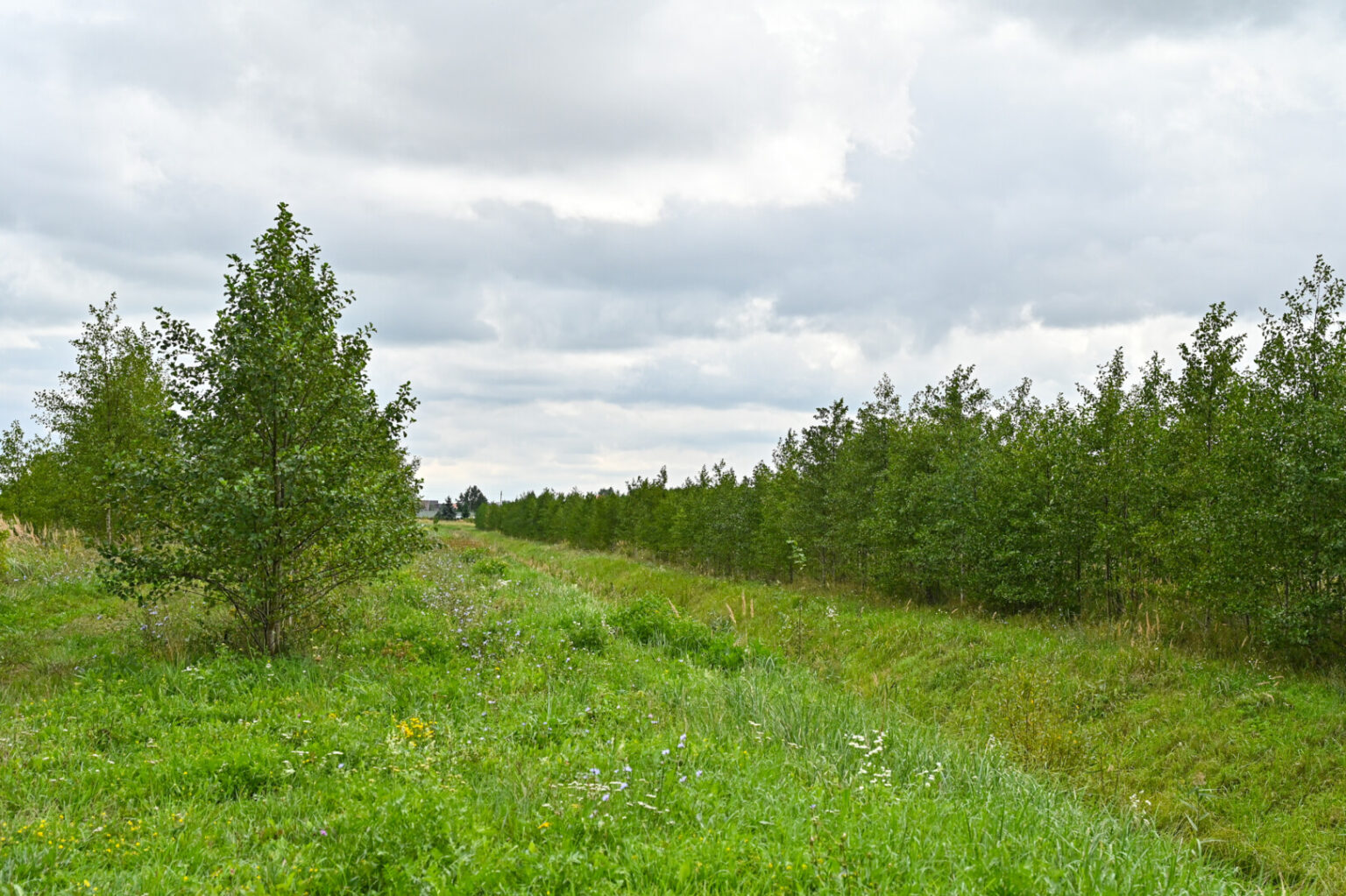 Sovietmečiu sunkiųjų metalų kaupykla paverstame Panevėžio pakrašty, dabar žinomame kaip Molainių filtracijos laukai, planuojama įkurti unikalų parką.