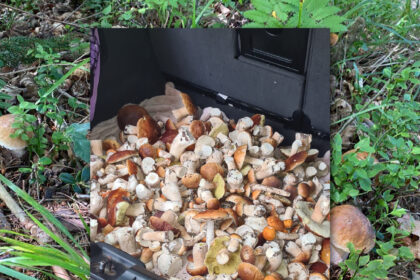 Ne mažiau nei Paryžiuje vykstančios pasaulio olimpinės žaidynės lietuviams kraują kaitina prasidėjusi neoficiali nacionalinė olimpiada miškuose.