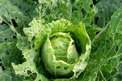 Sultingi kopūstų lapai vilioja daugelį pavojingų kenkėjų, galinčių per labai trumpą laiką sunaikinti gūžes.