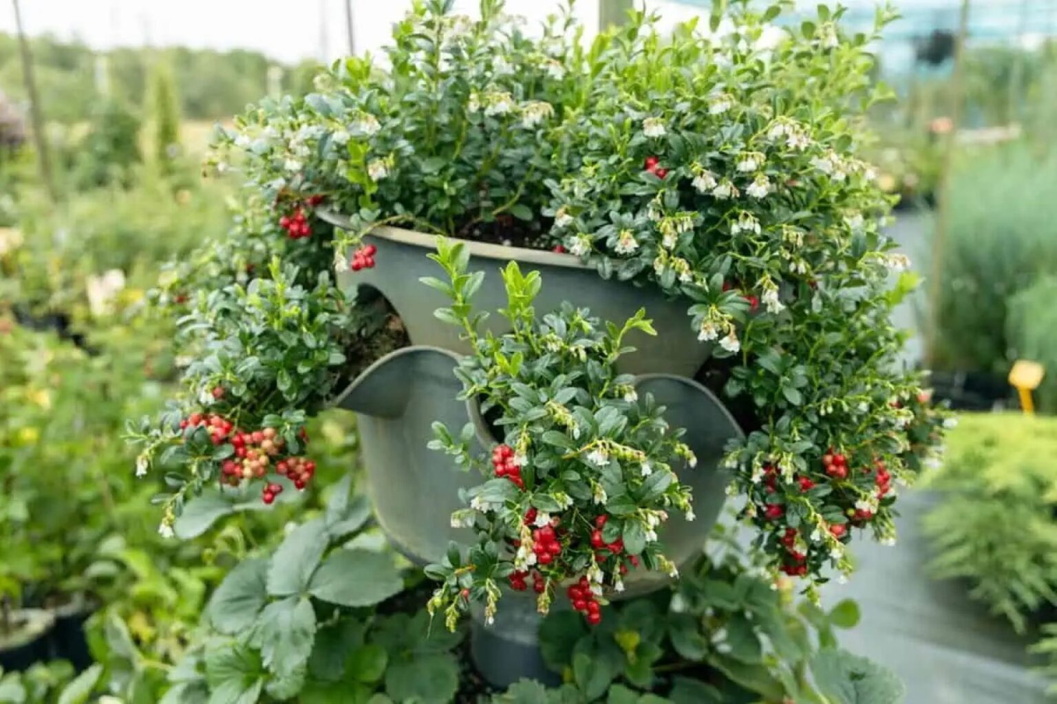 Kaip palengvinti sau gyvenimą, kad kasmet nereikėtų klampoti po mišką ir mėgstamas uogas būtų galima rinkti čia pat, savo kieme.