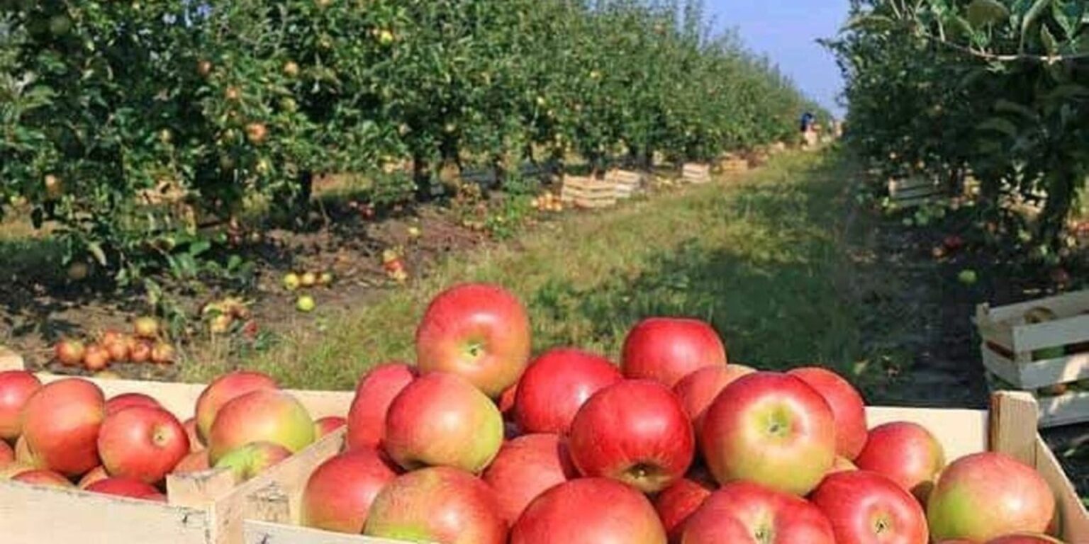 Pastaruosius penketą metų sunkiai galą su galu sudurdavę obuolių augintojai šiemet tikisi atsikvėpti.