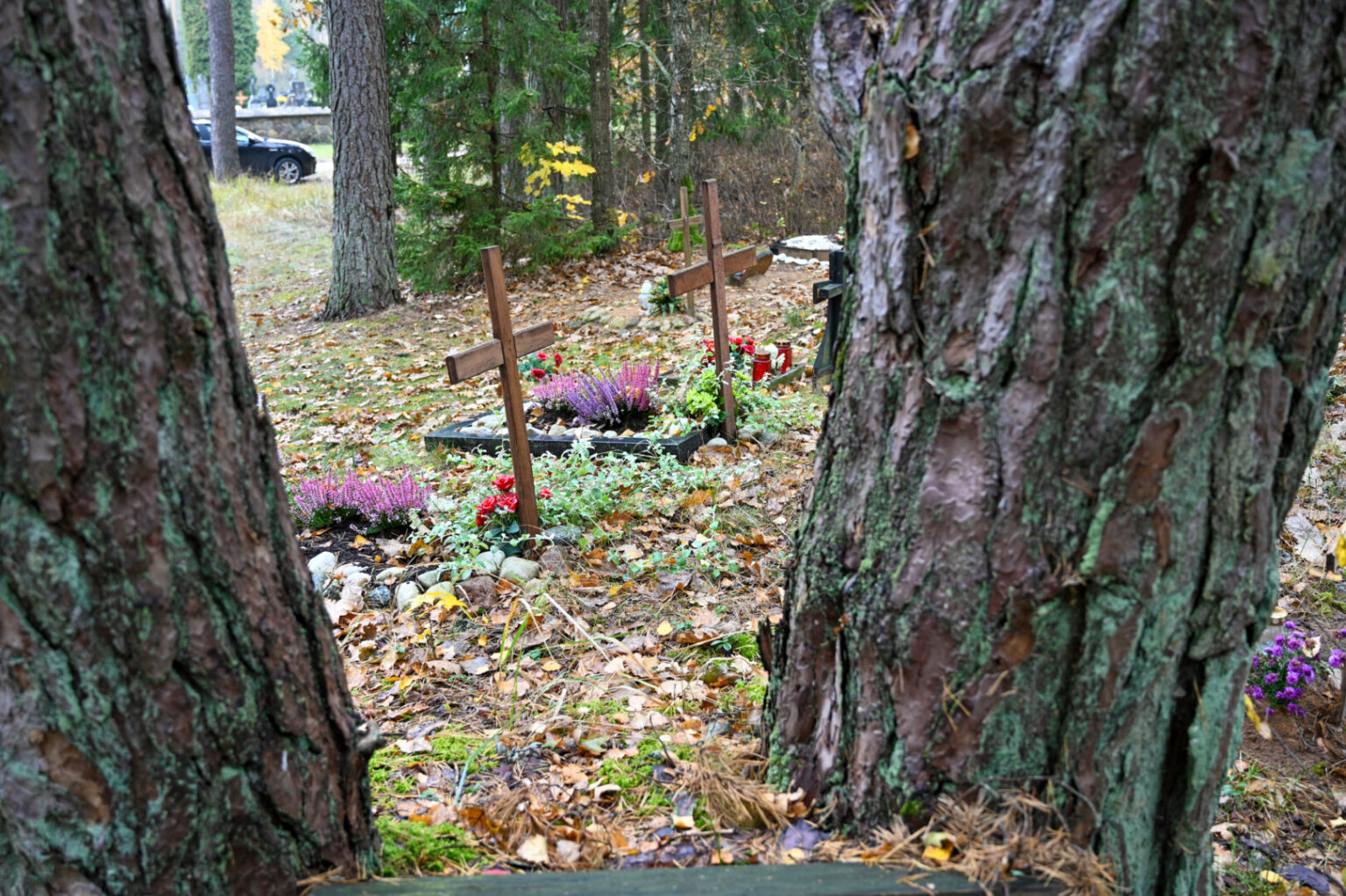 Panevėžiui niekaip neįrengiant civilizuotų naminių gyvūnų kapinių, gan sparčiai daugėja jų kapelių privataus miško plote Miežiškių seniūnijoje.