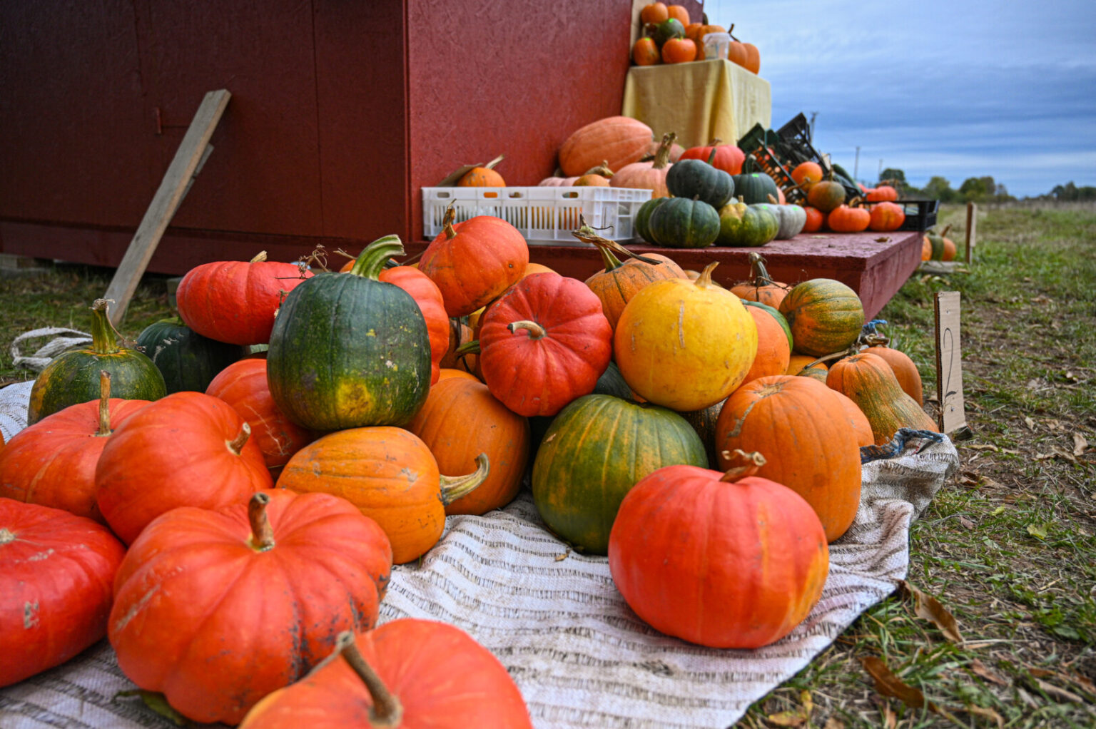 Artėjanti Šiurpnakčio šventė – Helovinas – ne lietuviška tradicija, tačiau moliūgų augintojai džiaugiasi, kad jos simbolis vis dažniau naudojamas ne tik puošybai, bet ir karaliauja ant stalų.