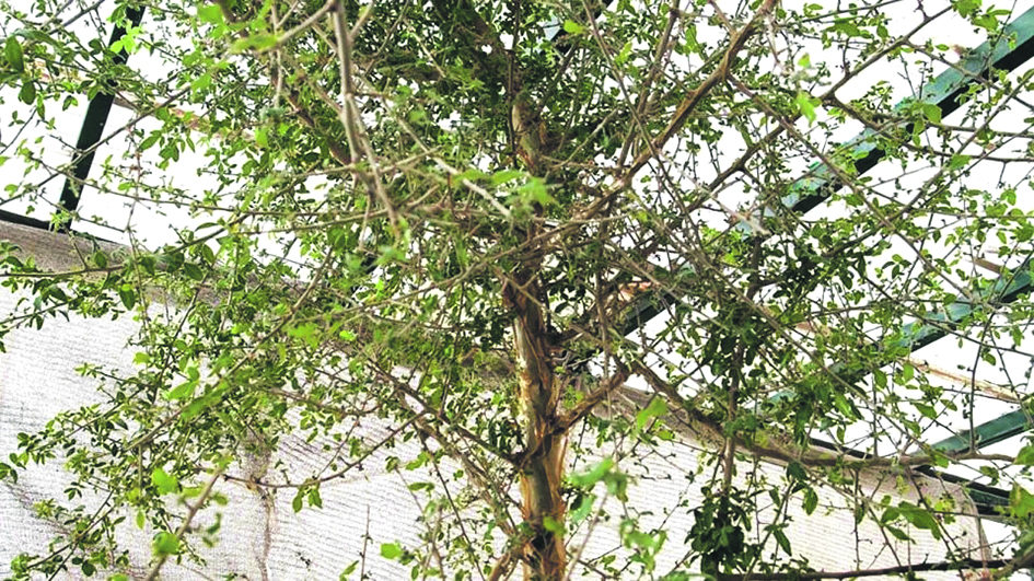 Amžiams prarastas gydomųjų savybių turintis biblinis augalas grįžo – mokslininkai jį sėkmingai išaugino iš tūkstančio metų senumo sėklos.