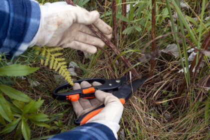 Patyrusiems augintojams avietė – platesnė sąvoka nei naujokams.
