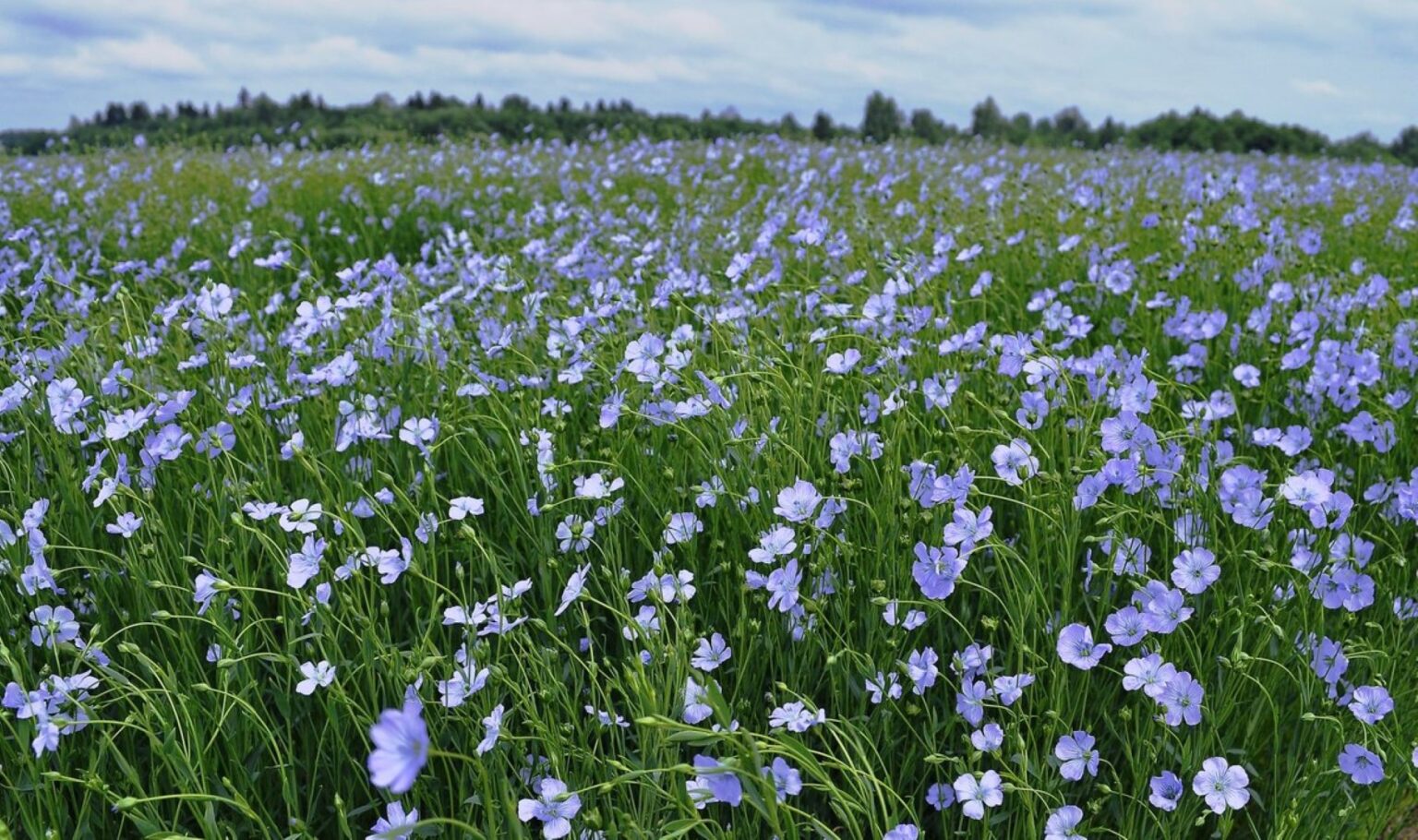 Linais garsėjusiame Panevėžio rajone šie mėlynžiedžiai – jau didelė retenybė.