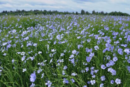 Linais garsėjusiame Panevėžio rajone šie mėlynžiedžiai – jau didelė retenybė.