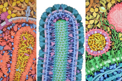 Vaizdai, verti meno galerijų sienų, tačiau šiuos „paveikslus“ sukūrė gamta – ir neretai tam, kad žudytų. Pamatykite, kaip pro mikroskopą atrodo įvairūs virusai.