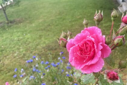 Atsakymas į klausimą, kada ruošti rožes žiemai, turėtų būti vienas – gegužę.