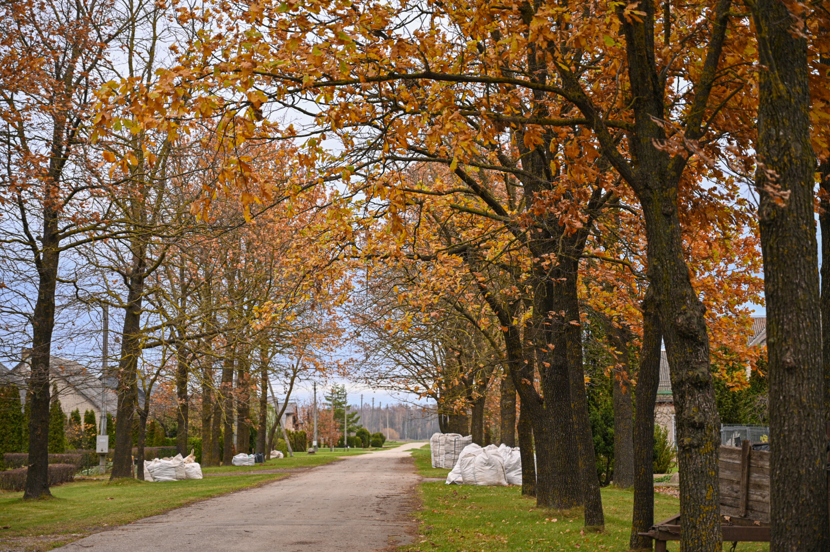 Ąžuolais apsodintos gatvės žmonės norėtų, kad šie galiūnai būtų bent kiek apgenėti, tada ir lapų pribarstytų mažiau. P. ŽIDONIO nuotr.