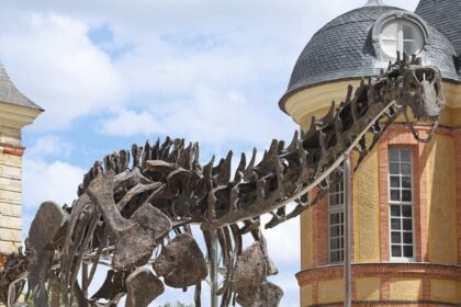 Paryžiuje aukcione už 4,7 mln. eurų sumą parduoti 20,5 metro ilgio apatozauro vardu Vulkanas griaučiai.