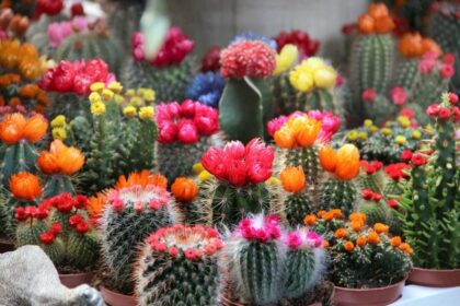 Kad kaktusas – ir omenyje turimos ne tik spygliuotosios jų rūšys, – pavasarį pradžiugintų gausiu žydėjimu, žiemą jam būtina kaip reikiant išsimiegoti.