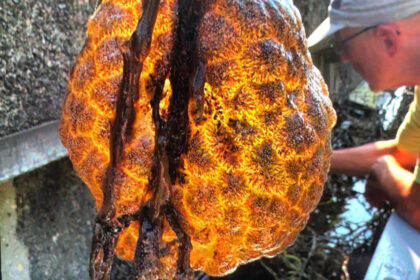 Prisimenate filmą „Svetimas“? Nyderlandų mokslininkai pirmiausia apie jį ir pagalvojo, kai upėje aptiko gleivėtų „ateivių kiaušinių“ kokoną.