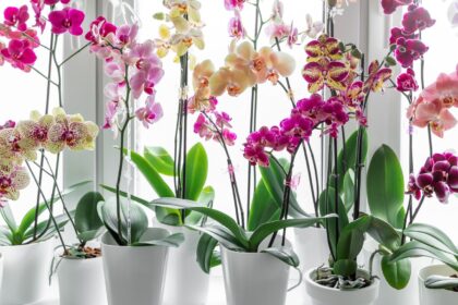 Orchidėja – tai ne tas augalas, kurį namuose auginame dėl gražių dekoratyvinių lapų.