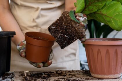 Kambariniai augalai – ne tik estetiškas, bet ir naudingas interjero elementas.