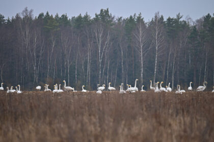Panevėžio rajone, netoli Paįstrio kaimo reginys atima žadą – buvęs kukurūzų laukas virto tikra gulbių karalyste.