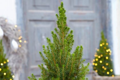 Ką pasirinkti, kad puoštų ne tik namus per šventes, bet ir pavasarį – sodą.