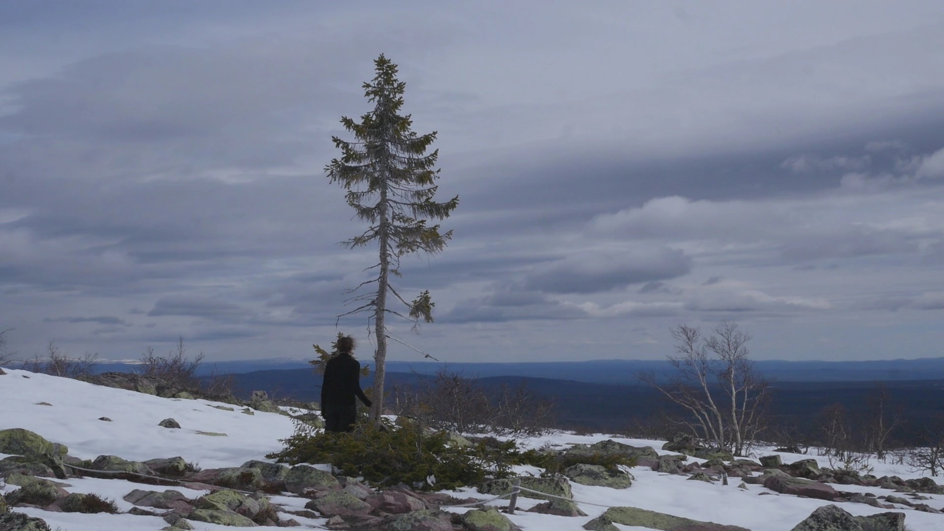 Senasis Tikas – rekordininkas tarp ilgaamžių eglių. 