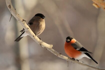 Atšalus orams ant medžių šakų nutupia mažyčiai paukščiai ryškiai raudona krūtine – tai sniegenos. Nuo vaikystės mums jos siejasi su žiemos šalčiais, Kalėdomis ir Naujųjų metų šventėmis, nes dažnai vaizduojamos atvirukuose ir vaikų knygose.