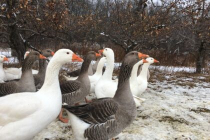Mokslas dažnai pateikia netikėtumų. Pavyzdžiui, revoliucingos idėjos kartais ateina ne iš žinomų profesorių ar laboratorijų su milijoniniais biudžetais, o iš paprasto... moksleivio.