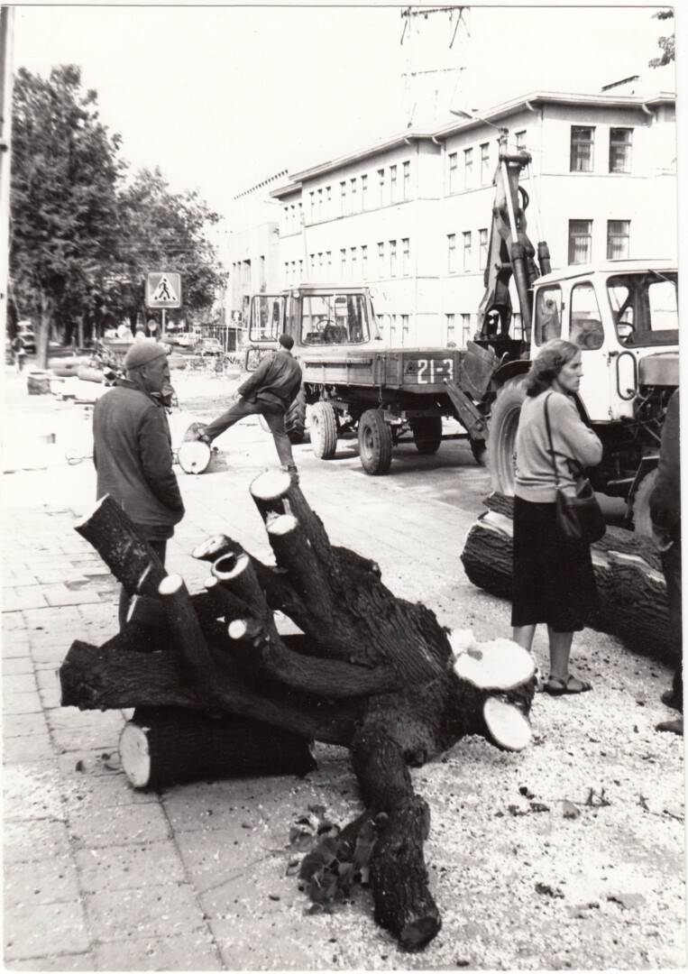 1988-ųjų rugsėjį dabartine J. Balčikonio gimnazija masiškai kertamos liepos – neva Respublikos gatvei platinti – sukėlė didžiulį miestiečių pasipiktinimą ir protestus. PANEVĖŽIO KRAŠTOTYROS MUZIEJAUS rinkinių nuotr.