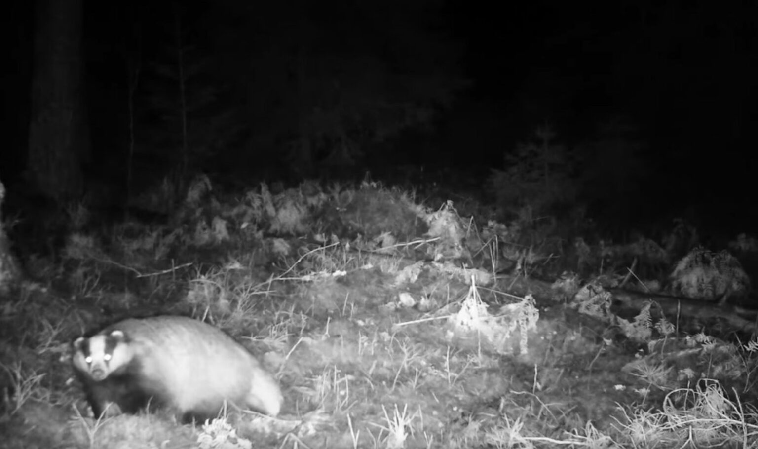 Sausio 20 d. nufilmuotas pabudęs barsukas, pranešė Viešvilės valstybinis gamtinis rezervatas.