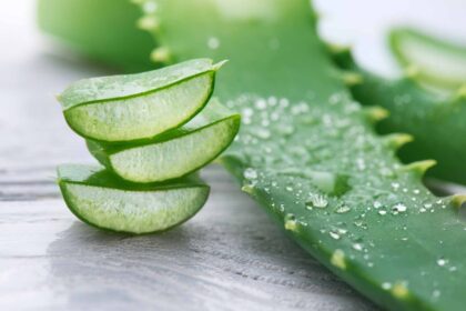 Alijošius – dažnas augintinis ant palangių. Jis ne tik puošia namus, bet ir turi daug sveikatai naudingų savybių. Net sakoma, kad alijošius gydo visas ligas.