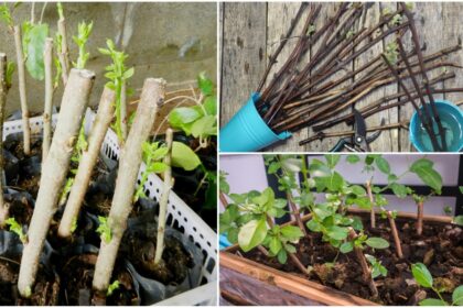 Dauguma sodininkų vaiskrūmių dauginimą planuoja šiltajam metų laikui, paprastai gegužės pabaigai.