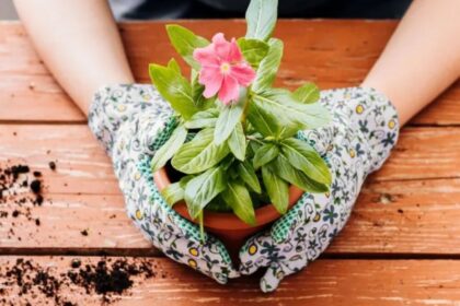 Gėlių auginimas iš sėklų - įdomus ir ekonomiškas būdas sukurti spalvingą sodą ar papuošti namus.