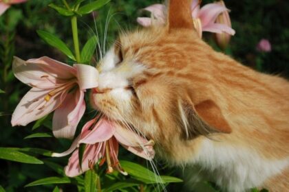 Nuostabios, ryškios ir kvapnios lelijos yra vienos populiariausių gėlių pasaulyje.