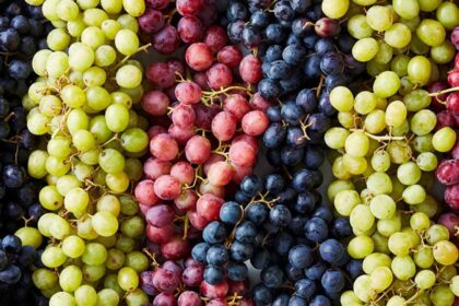 Iš tūkstančių veislių ir daugybės spalvų vynuogių ne visos yra vienodai gardžios – kai kurios tinkamesnės tik perdirbti.