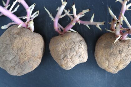 Neskubėkite išmesti sudygusių bulvių – jos gali tapti puikia natūralia trąša jūsų kambarinėms gėlėms ir kitiems augalams.