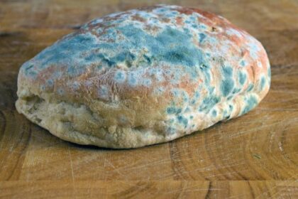 Pelėsis – vienas iš dažniausių ir nepastebimiausių sveikatos priešų.