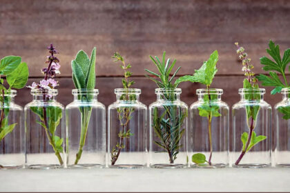 Devyni prieskoniniai augalai, kuriuos galima užsiauginti ir be žemių – stiklinėje.