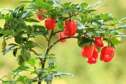 Aitriųjų paprikų populiarumas tarp sodininkų neblėsta, aštrumo mėgėjų tolerancija jų „ugnelei“ vis didėja. Kaip žengti kitą žingsnį Skovilio skalėje?